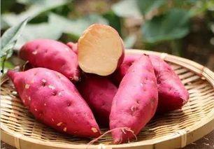 免费吃瓜地瓜,畅享田园美味新体验 第2张 免费吃瓜地瓜,畅享田园美味新体验 第2张